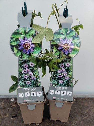 Passion flower purple haze - 2x,