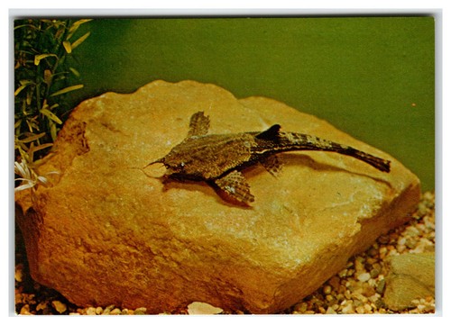 1984 bunocephalus kneri banjo - kneri,