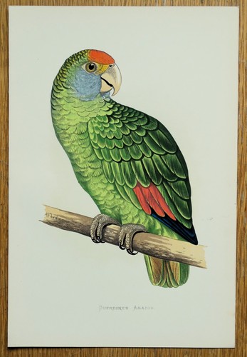 Antique parrot print - parrot,