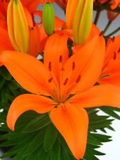 Lily Asiatic Orange Matrix -
