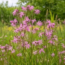 Ragged robin plant - ragged, lychnis