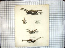 Antique Old Print Lord