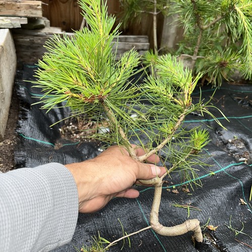 Scots pine bonsai pinus - bonsai,
