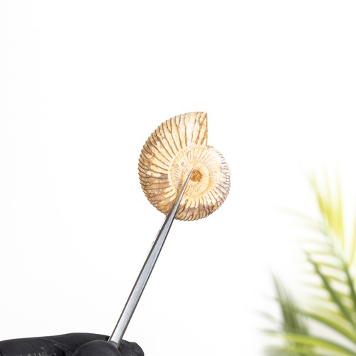 Perisphinctes white ammonite - perisphinctes,