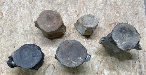 Lot whale vertebrae - lot,