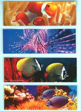 Tropical Fish Clownfish