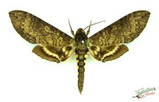 Manduca Occulta hawk moth