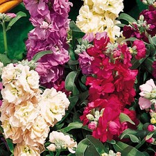 Perfect Plants - Stocks Plants