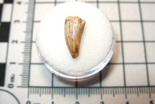 Triassic Bull Canyon Dinosaur beds Koskinonodon giant amphibian tooth #3