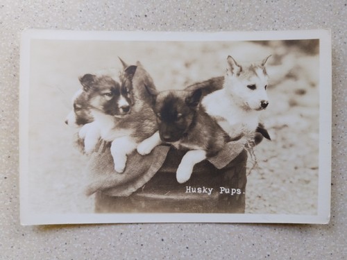 Husky pups four - pups., puppies.