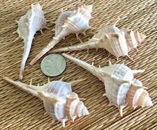5 LARGE TURNISPINIA MUREX SEA