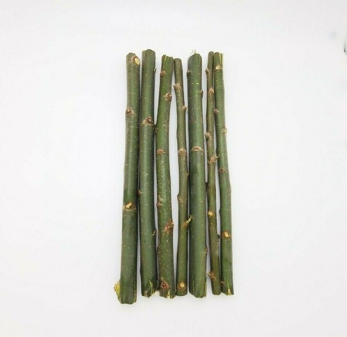 100 hybrid willow - 100,