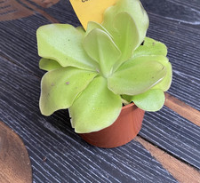 Pinguicula Butterwort  plant in 9 cm Pot insect eating plant