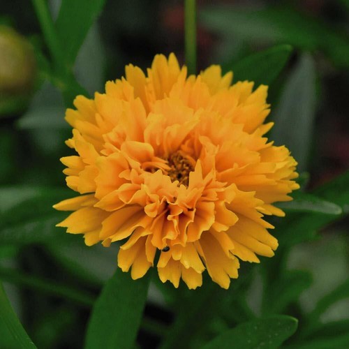Coreopsis golden joy - golden,