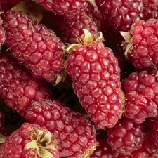 T&M Tayberry Plants UK