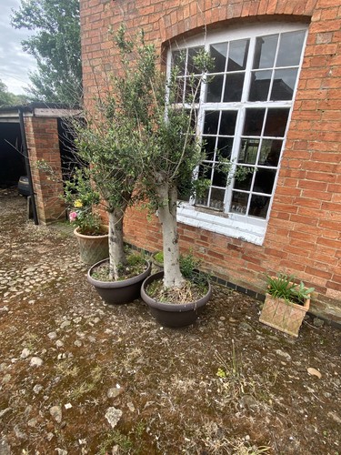 Mature olive trees 7ft - mature,