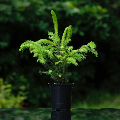 Grow your own - xmas,
