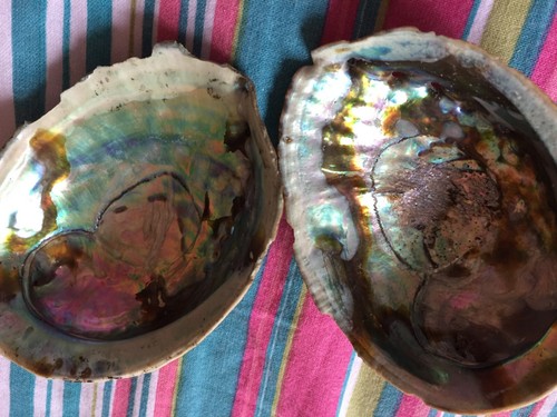 Vintage abalone natural - natural, paua