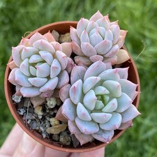 Echeveria Prolifica Succulent