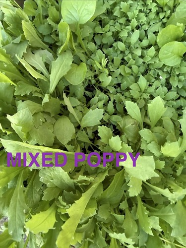Poppy mixed plug plants 6 - poppy,