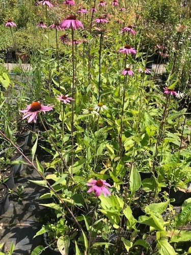 Echinacea purpurea - , 9cm)