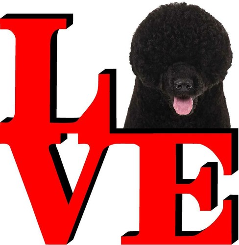 Portuguese water dog park - water,