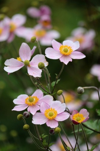 Pink japanese anemone - pink,