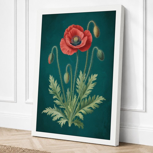 Red poppy study botanical - red,