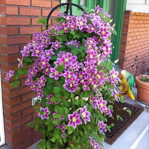 Seeds for purple pink - seeds,