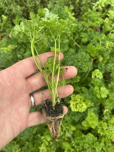 Parsley curly herb - curly, plug