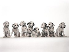 DALMATION PUPS GLOSSY POSTER