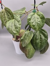 Hoya Latifolia sp Sarawak Pink