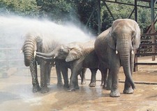 ENGLAND POSTCARD Howletts Wild