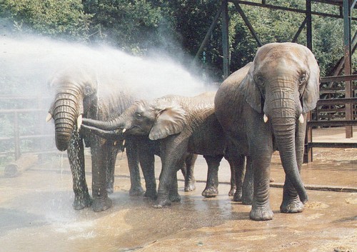 England postcard howletts wild - postcard,