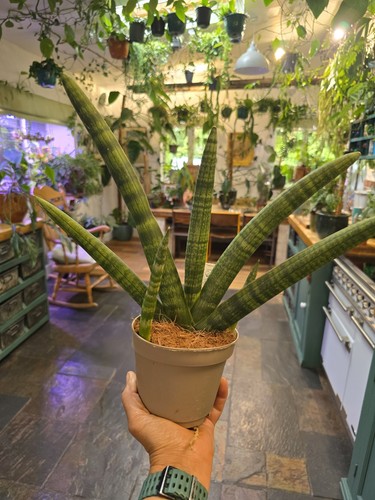 Huge sansevieria handshake xxl - handshake,