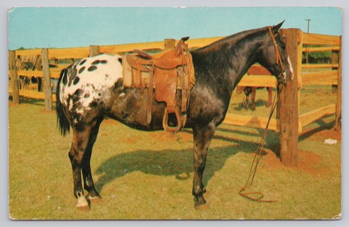 Grand champion appaloosa - champion,