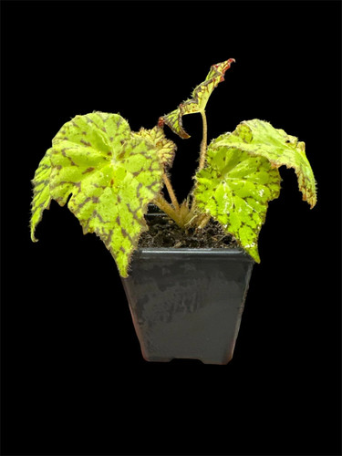Painted leaf begonia - painted,