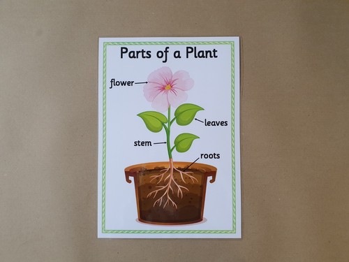 Parts plant nature - parts, a