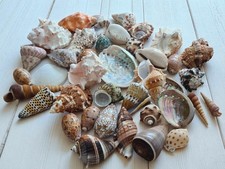 1kg Seashells Wholesale Bulk