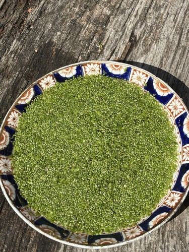 Duckweed cold water floating - -,