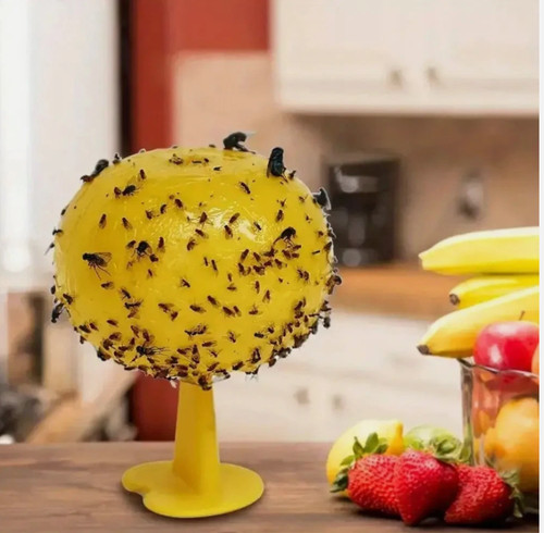 Fruit fly balls - fly,