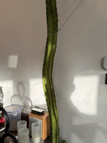 Large cactus plant - ,