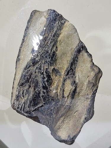 Rare mosasaur jaw - mosasaur, ozan