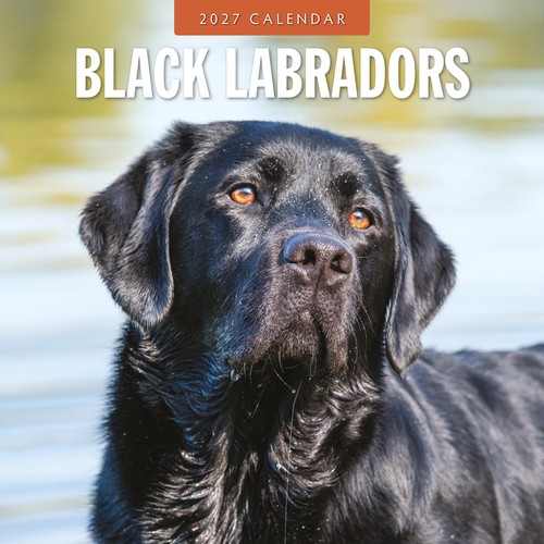 Black labradors 2027 square - 2027,