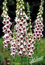 10 X Mini Digitalis Elsie