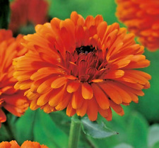 Calendula officinalis double Indian Prince 300 seeds + FREE REUSABLE PLANT LABEL