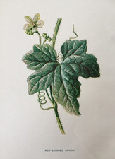 Antique Print c1900 – Red