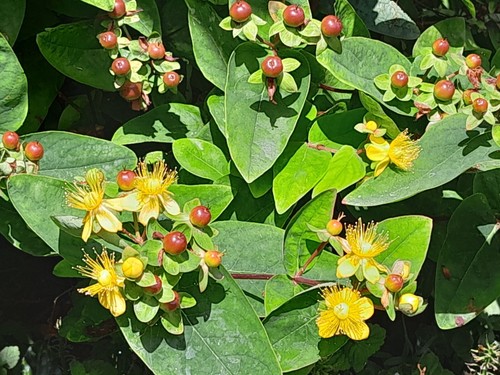 Hypericum johns wort - hypericum,