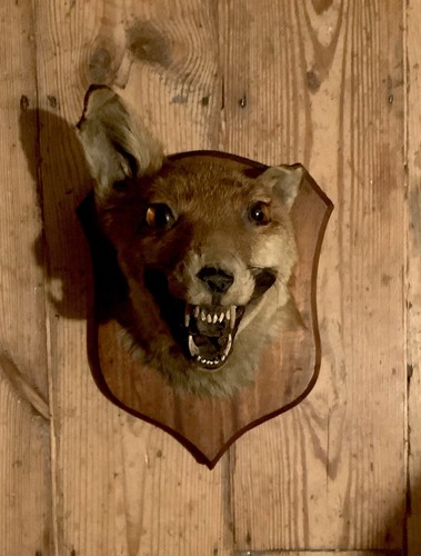 Vintage taxidermy fox - fox, on