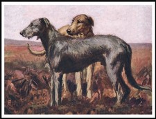 IRISH WOLFHOUND DOGS DOG ART